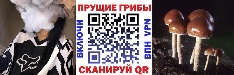mega   Южа  Псилоцибиновые грибы ЛСД 